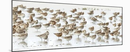 Bar-Tailed Godwit 19-Kurien Yohannan-Mounted Giclee Print