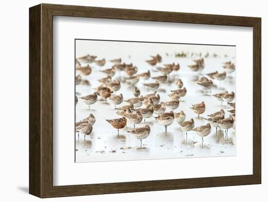 Bar-Tailed Godwit 19-Kurien Yohannan-Framed Photographic Print