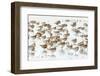 Bar-Tailed Godwit 19-Kurien Yohannan-Framed Photographic Print