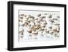 Bar-Tailed Godwit 19-Kurien Yohannan-Framed Photographic Print