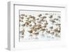 Bar-Tailed Godwit 19-Kurien Yohannan-Framed Photographic Print