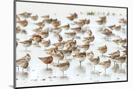 Bar-Tailed Godwit 19-Kurien Yohannan-Mounted Photographic Print