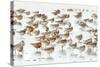 Bar-Tailed Godwit 19-Kurien Yohannan-Stretched Canvas