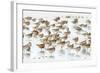 Bar-Tailed Godwit 19-Kurien Yohannan-Framed Photographic Print