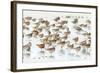 Bar-Tailed Godwit 19-Kurien Yohannan-Framed Photographic Print