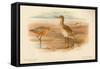 Bar-Tailed Godwit (Limosa rufa), Common Redshank (Totanus), 1900, (1900)-Charles Whymper-Framed Stretched Canvas