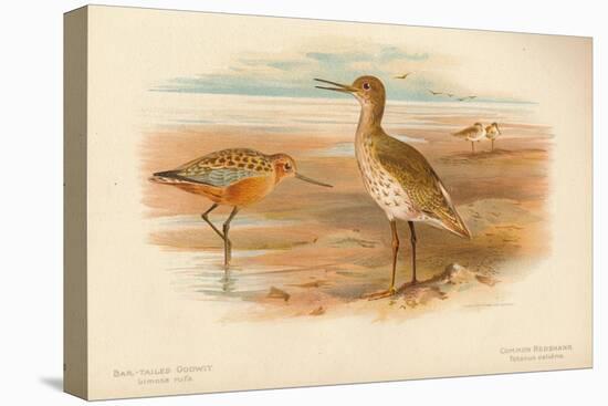 Bar-Tailed Godwit (Limosa rufa), Common Redshank (Totanus), 1900, (1900)-Charles Whymper-Stretched Canvas