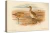 Bar-Tailed Godwit (Limosa rufa), Common Redshank (Totanus), 1900, (1900)-Charles Whymper-Stretched Canvas