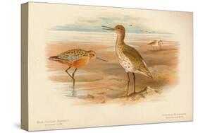 Bar-Tailed Godwit (Limosa rufa), Common Redshank (Totanus), 1900, (1900)-Charles Whymper-Stretched Canvas