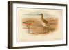 Bar-Tailed Godwit (Limosa rufa), Common Redshank (Totanus), 1900, (1900)-Charles Whymper-Framed Giclee Print