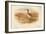 Bar-Tailed Godwit (Limosa rufa), Common Redshank (Totanus), 1900, (1900)-Charles Whymper-Framed Giclee Print