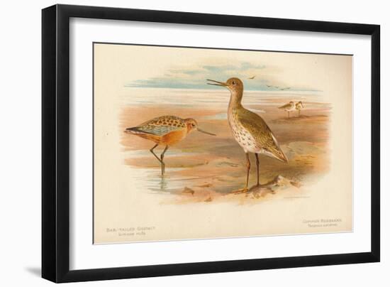 Bar-Tailed Godwit (Limosa rufa), Common Redshank (Totanus), 1900, (1900)-Charles Whymper-Framed Giclee Print