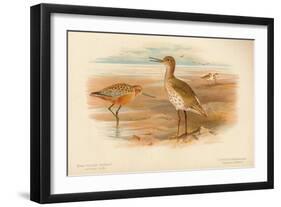 Bar-Tailed Godwit (Limosa rufa), Common Redshank (Totanus), 1900, (1900)-Charles Whymper-Framed Giclee Print