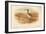 Bar-Tailed Godwit (Limosa rufa), Common Redshank (Totanus), 1900, (1900)-Charles Whymper-Framed Giclee Print