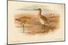 Bar-Tailed Godwit (Limosa rufa), Common Redshank (Totanus), 1900, (1900)-Charles Whymper-Mounted Giclee Print