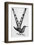 Bar-Tailed Hummingbird-null-Framed Photographic Print