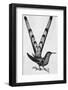 Bar-Tailed Hummingbird-null-Framed Photographic Print