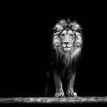 Portrait of a Beautiful Lion, in the Dark-Baranov E-Photographic Print