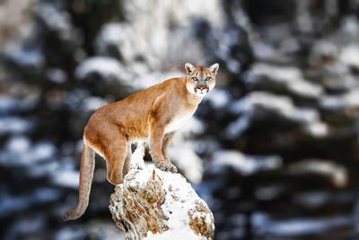 Portrait of a Cougar, Mountain Lion, Puma, Panther, Striking a Pose on a  Fallen Tree, Winter Scene' Photographic Print - Baranov E | AllPosters.com