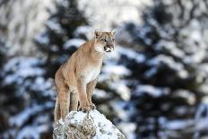 Portrait of a Cougar, Mountain Lion, Puma, Striking Pose, Winter Scene in the Woods-Baranov E-Framed Photographic Print