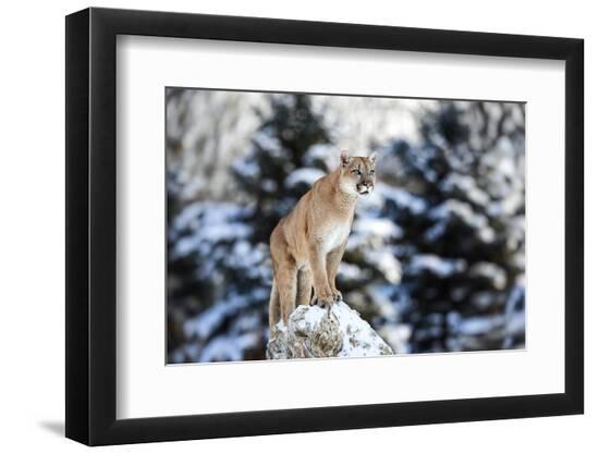 Premium Photographic Print, , large