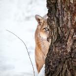 Portrait of a Cougar, Mountain Lion, Puma, Striking Pose, Winter Scene in the Woods-Baranov E-Photographic Print