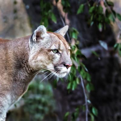 Portrait of Beautiful Puma. Cougar, Mountain Lion, Puma, Panther, Striking  Pose, Winter Scene in Th' Photographic Print - Baranov E | AllPosters.com