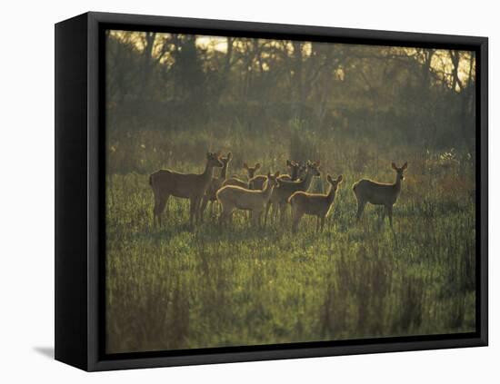 Barasingha Swamp Deer Kaziranga Np, Assam, India-Jean-pierre Zwaenepoel-Framed Stretched Canvas