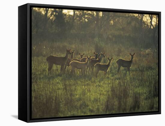 Barasingha Swamp Deer Kaziranga Np, Assam, India-Jean-pierre Zwaenepoel-Framed Stretched Canvas