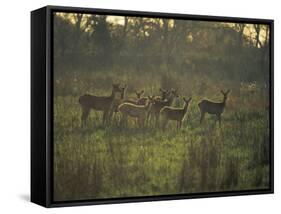 Barasingha Swamp Deer Kaziranga Np, Assam, India-Jean-pierre Zwaenepoel-Framed Stretched Canvas