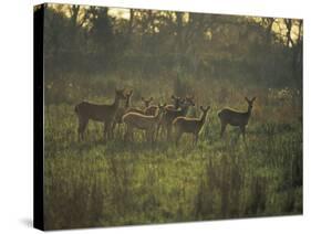 Barasingha Swamp Deer Kaziranga Np, Assam, India-Jean-pierre Zwaenepoel-Stretched Canvas