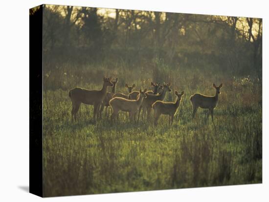 Barasingha Swamp Deer Kaziranga Np, Assam, India-Jean-pierre Zwaenepoel-Stretched Canvas