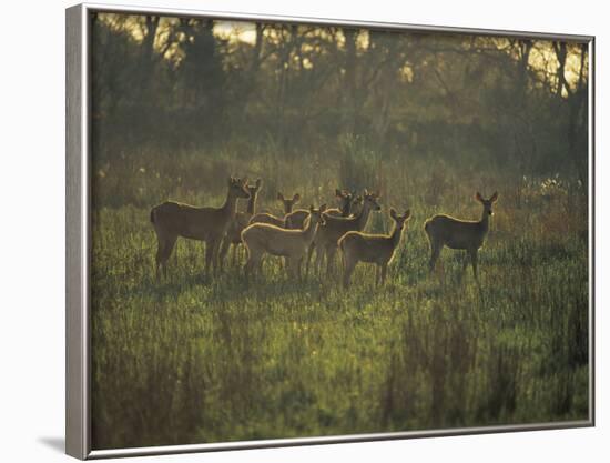 Barasingha Swamp Deer Kaziranga Np, Assam, India-Jean-pierre Zwaenepoel-Framed Photographic Print