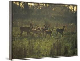 Barasingha Swamp Deer Kaziranga Np, Assam, India-Jean-pierre Zwaenepoel-Framed Photographic Print