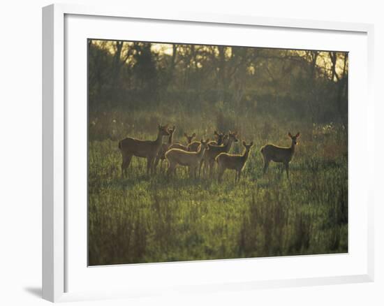 Barasingha Swamp Deer Kaziranga Np, Assam, India-Jean-pierre Zwaenepoel-Framed Photographic Print