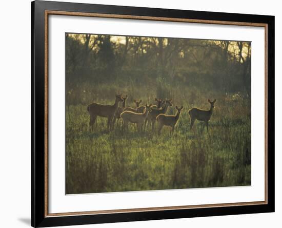 Barasingha Swamp Deer Kaziranga Np, Assam, India-Jean-pierre Zwaenepoel-Framed Photographic Print