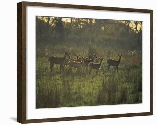 Barasingha Swamp Deer Kaziranga Np, Assam, India-Jean-pierre Zwaenepoel-Framed Photographic Print