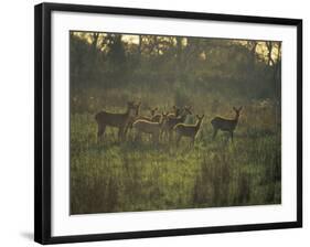 Barasingha Swamp Deer Kaziranga Np, Assam, India-Jean-pierre Zwaenepoel-Framed Photographic Print