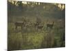 Barasingha Swamp Deer Kaziranga Np, Assam, India-Jean-pierre Zwaenepoel-Mounted Photographic Print
