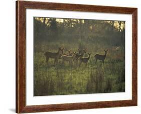 Barasingha Swamp Deer Kaziranga Np, Assam, India-Jean-pierre Zwaenepoel-Framed Photographic Print