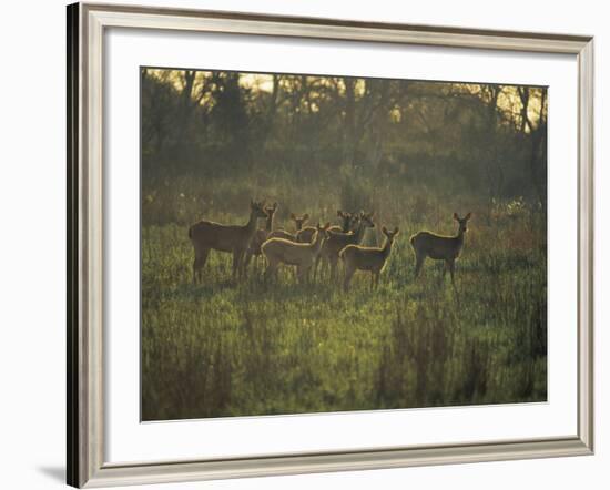 Barasingha Swamp Deer Kaziranga Np, Assam, India-Jean-pierre Zwaenepoel-Framed Photographic Print