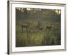 Barasingha Swamp Deer Kaziranga Np, Assam, India-Jean-pierre Zwaenepoel-Framed Photographic Print