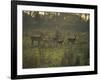 Barasingha Swamp Deer Kaziranga Np, Assam, India-Jean-pierre Zwaenepoel-Framed Photographic Print