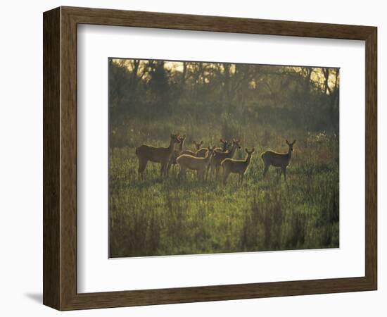 Barasingha Swamp Deer Kaziranga Np, Assam, India-Jean-pierre Zwaenepoel-Framed Photographic Print