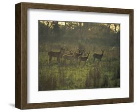 Barasingha Swamp Deer Kaziranga Np, Assam, India-Jean-pierre Zwaenepoel-Framed Photographic Print