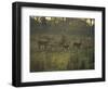 Barasingha Swamp Deer Kaziranga Np, Assam, India-Jean-pierre Zwaenepoel-Framed Photographic Print