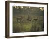 Barasingha Swamp Deer Kaziranga Np, Assam, India-Jean-pierre Zwaenepoel-Framed Photographic Print