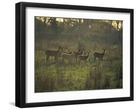 Barasingha Swamp Deer Kaziranga Np, Assam, India-Jean-pierre Zwaenepoel-Framed Photographic Print