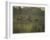 Barasingha Swamp Deer Kaziranga Np, Assam, India-Jean-pierre Zwaenepoel-Framed Photographic Print