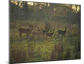 Barasingha Swamp Deer Kaziranga Np, Assam, India-Jean-pierre Zwaenepoel-Mounted Photographic Print